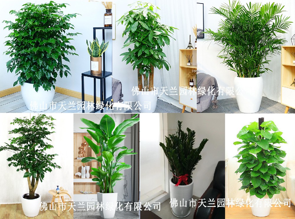 佛山花卉、綠植、盆栽、植物出租