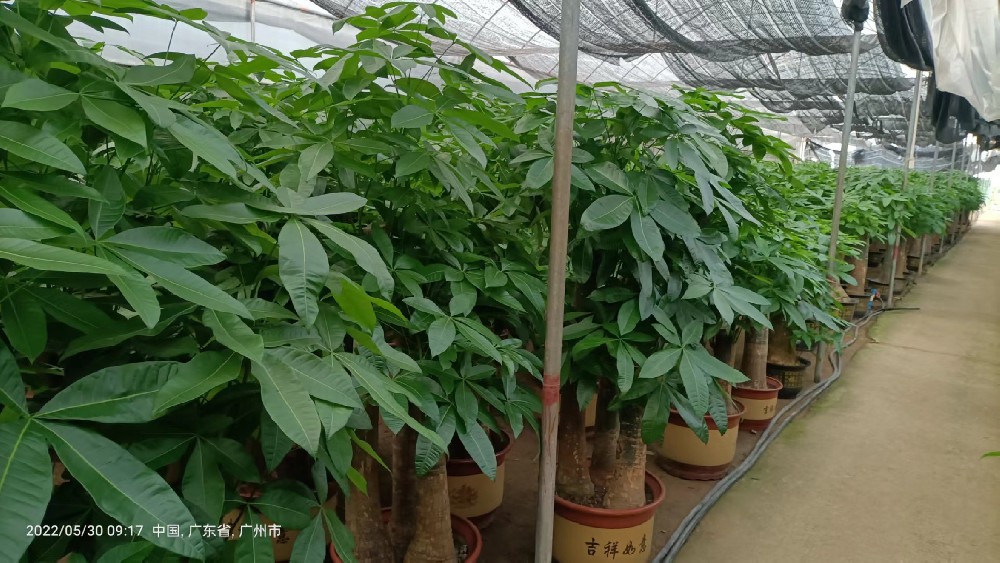 佛山租植物、租盆栽