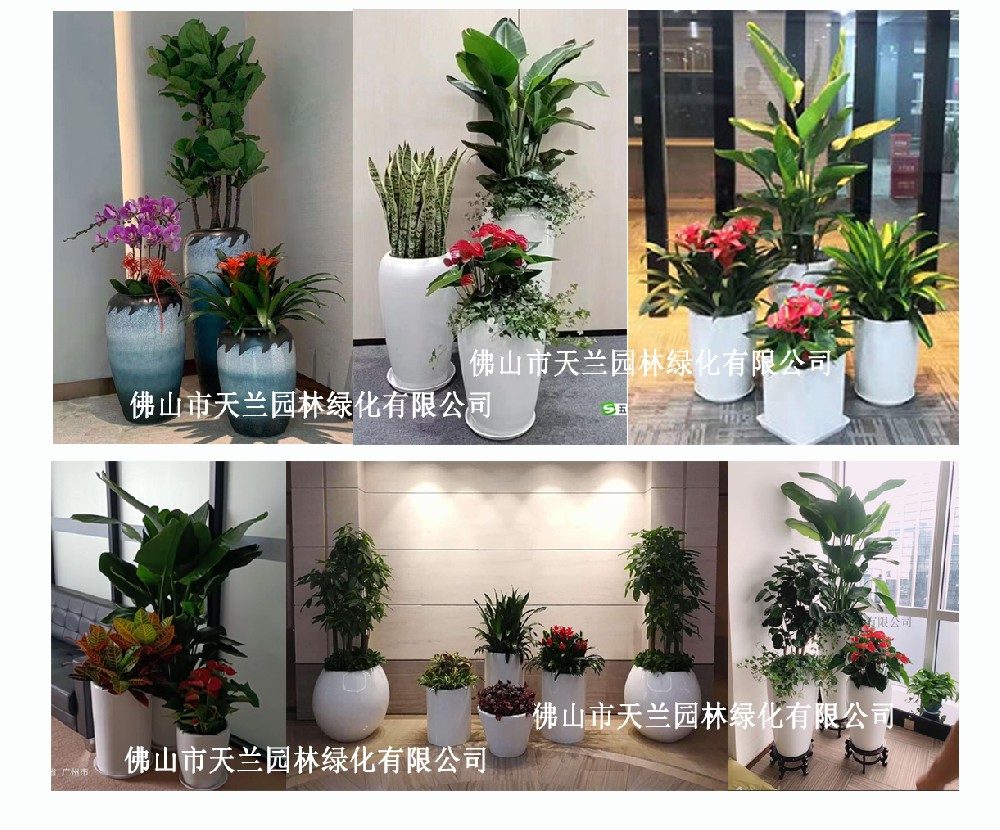 佛山花卉、綠植、盆栽、植物租賃