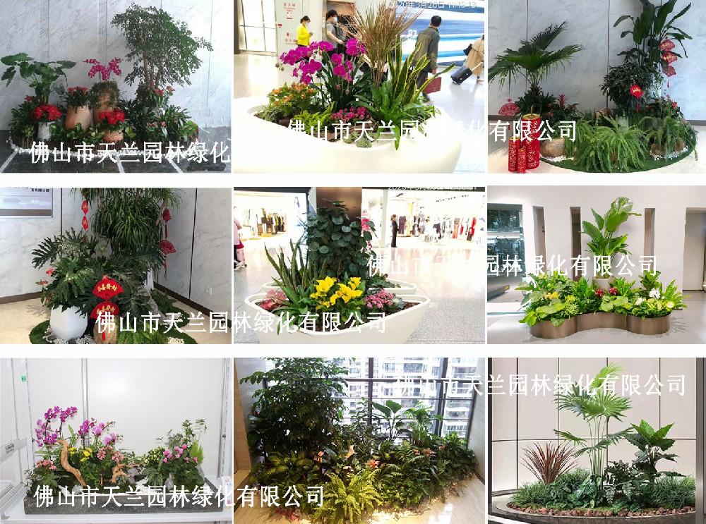 佛山租賃綠植、花卉